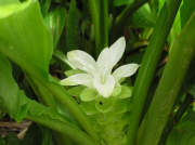 秋ウコンの花