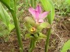 ガジュツ紫ウコンの花