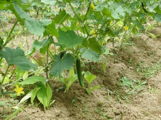 P6010089