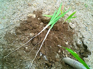 ウコン予定地の雑草2