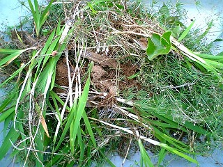 ウコン予定地の雑草4