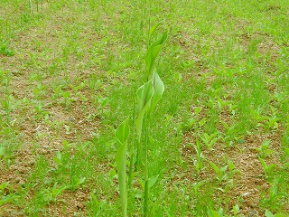 ガジュツ紫ウコンの芽