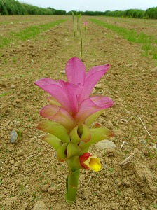 ガジュツ紫ウコンの花