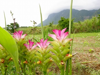 紫ウコンの花