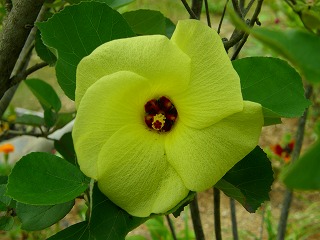 ハマボウの花