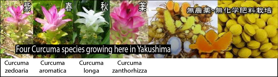 Flowers of four Curcuma species