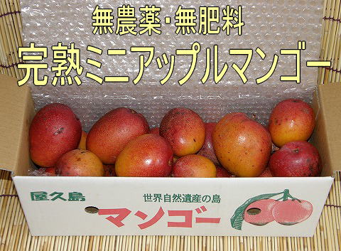完熟ミニアップルマンゴー