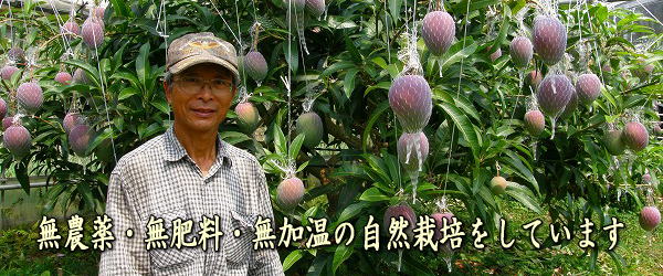 無農薬完熟アップルマンゴー
