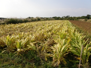 PC080093
