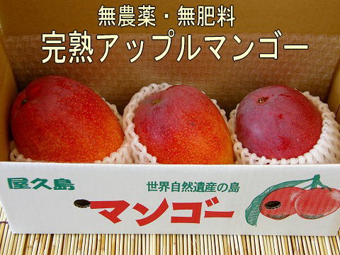 完熟アップルマンゴー