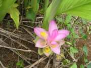 春ウコン花1
