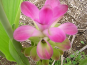 紫ウコン花2