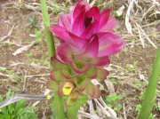くすりウコンの花