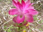 クスリウコン花3