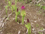 クスリウコン花4