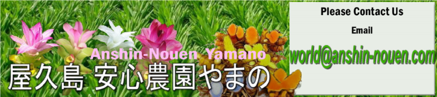 Turmeric and Zedoary direct from Yakushima Farmers